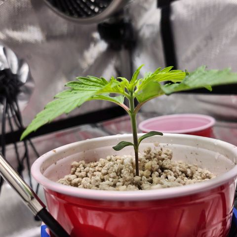 BB- G13 growlog timeline photo