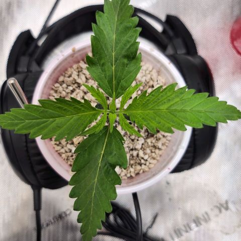 BB- G13 growlog timeline photo