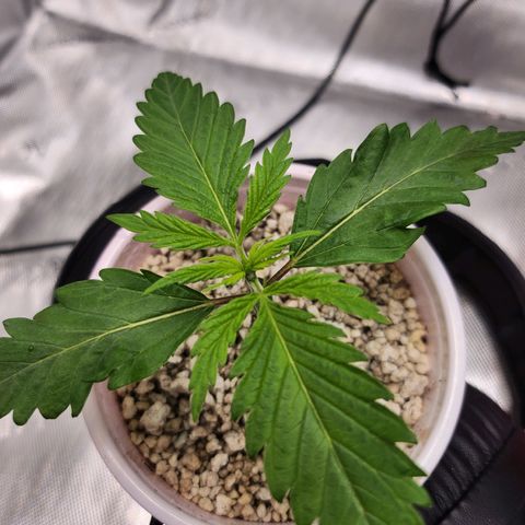 BB- G13 growlog photo: 8 hours later-