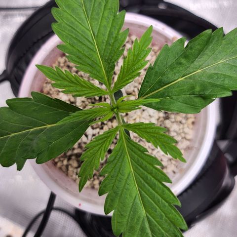 BB- G13 growlog photo: 8 hours later-