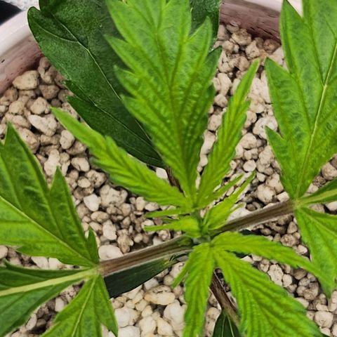 BB- G13 growlog photo: True fan leaf setting in