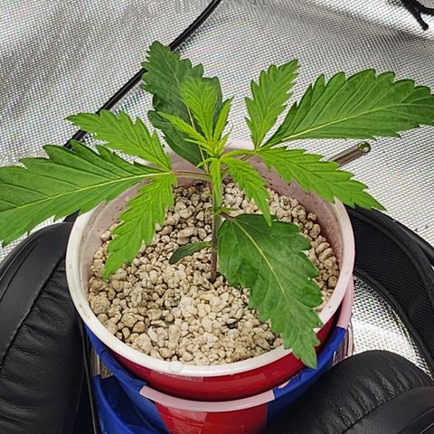 BB- G13 growlog photo: True fan leaf setting in