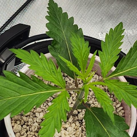 BB- G13 growlog photo: True fan leaf setting in