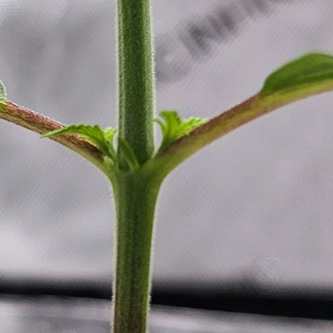 BB- G13 growlog timeline photo