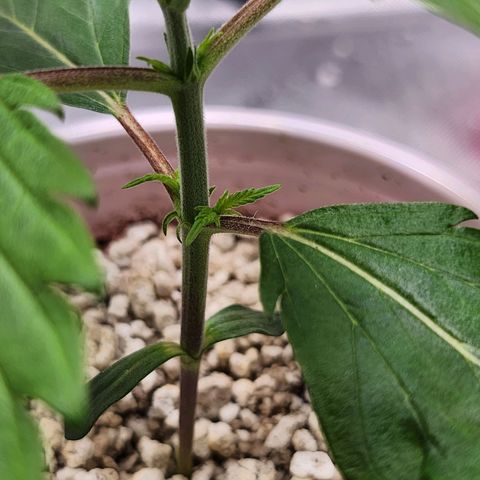 BB- G13 growlog timeline photo