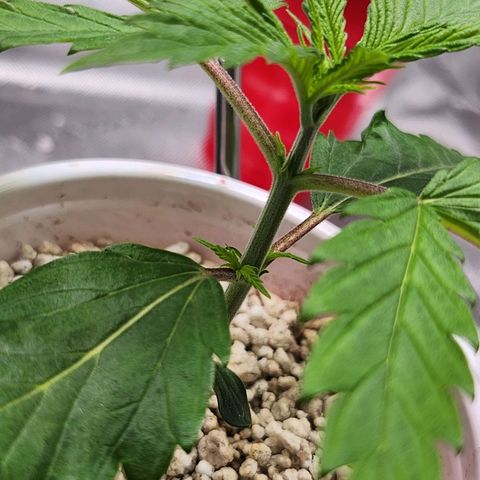BB- G13 growlog timeline photo