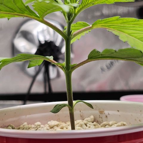 BB- G13 growlog timeline photo