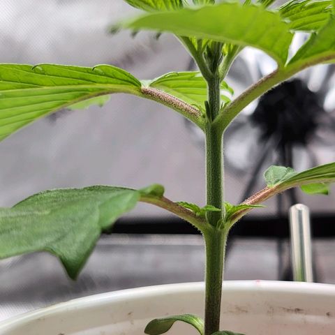 BB- G13 growlog timeline photo
