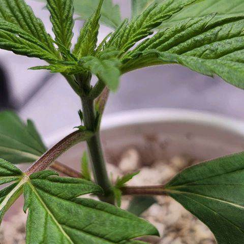 BB- G13 growlog timeline photo