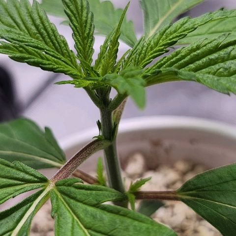 BB- G13 growlog timeline photo