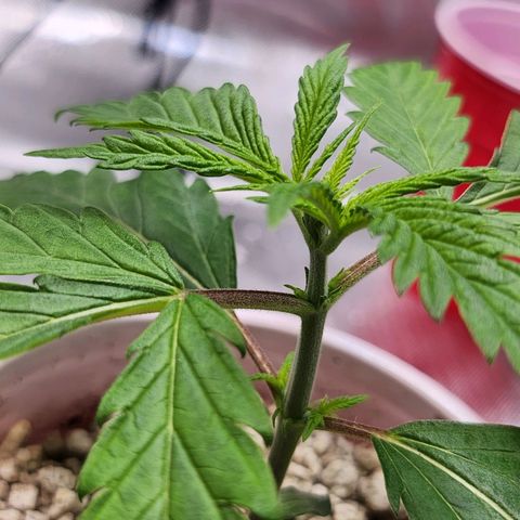 BB- G13 growlog timeline photo