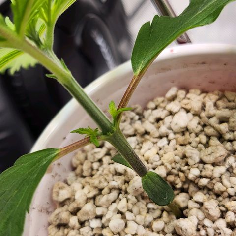 BB- G13 growlog timeline photo