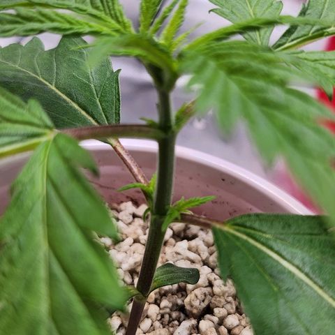 BB- G13 growlog timeline photo