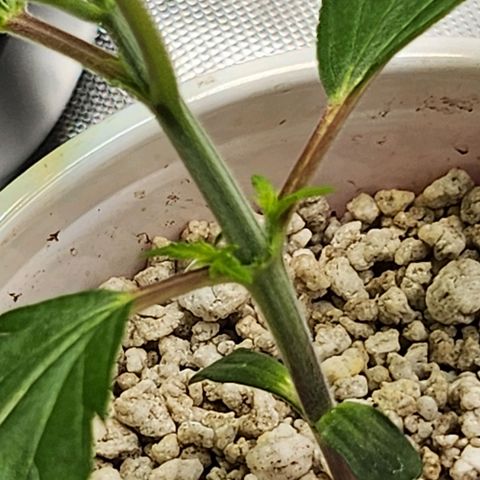 BB- G13 growlog timeline photo