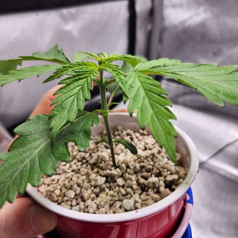 BB- G13 growlog timeline photo