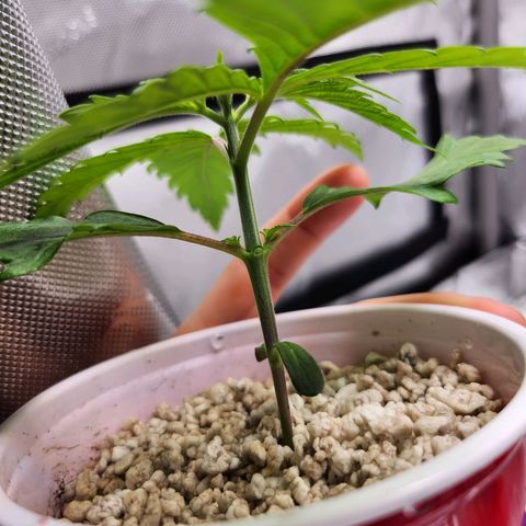 BB- G13 growlog timeline photo
