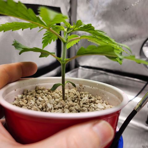 BB- G13 growlog timeline photo