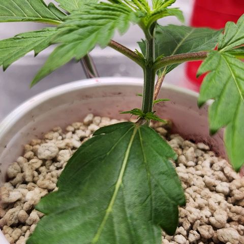 BB- G13 growlog timeline photo