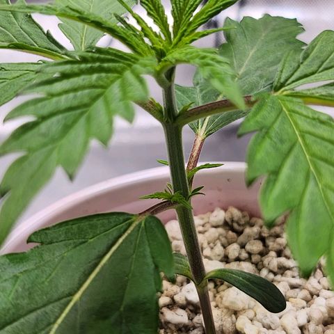 BB- G13 growlog timeline photo