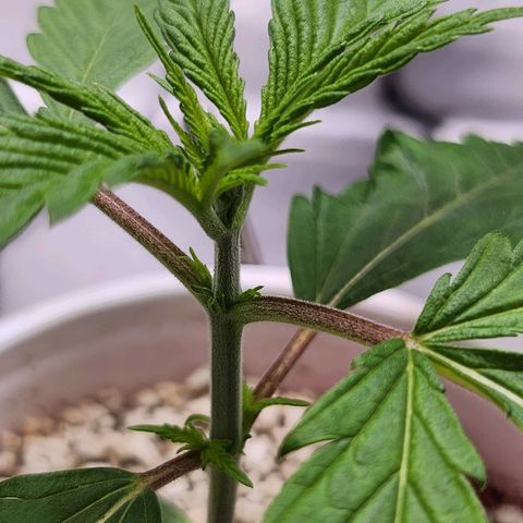 BB- G13 growlog timeline photo