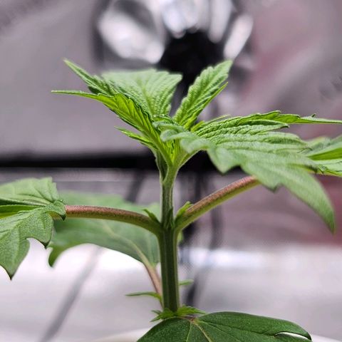 BB- G13 growlog timeline photo