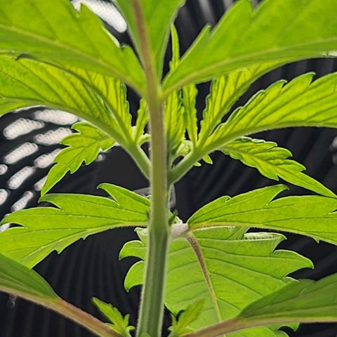 BB- G13 growlog timeline photo