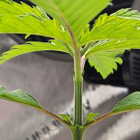 BB- G13 growlog timeline photo