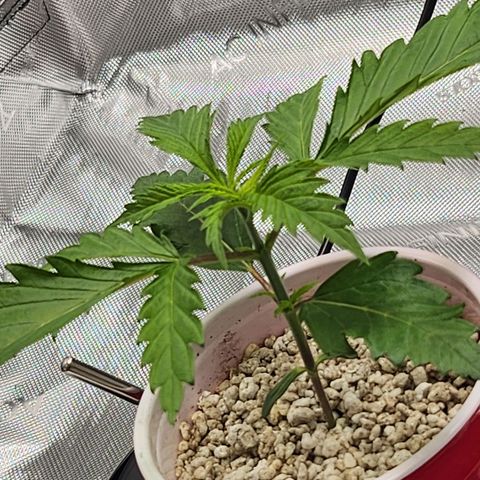 BB- G13 growlog timeline photo