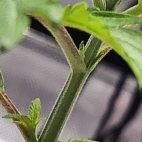 BB- G13 growlog timeline photo