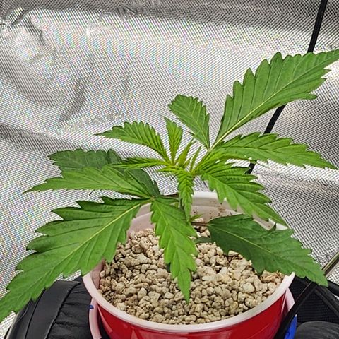 BB- G13 growlog timeline photo