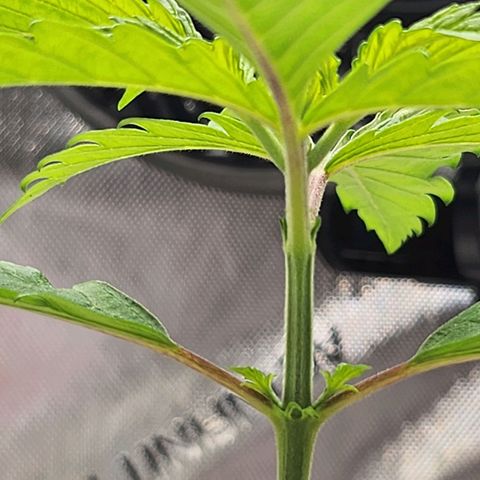 BB- G13 growlog timeline photo