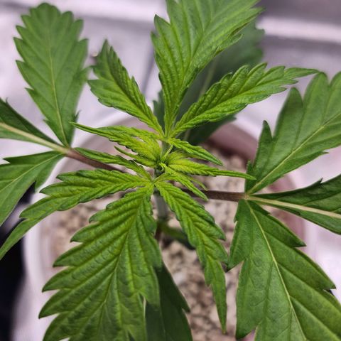 BB- G13 growlog timeline photo
