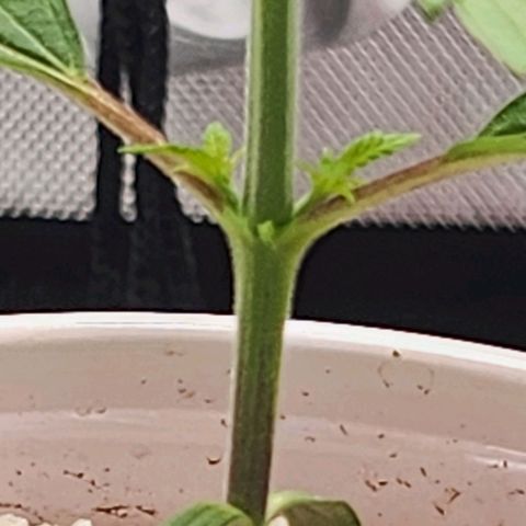 BB- G13 growlog timeline photo