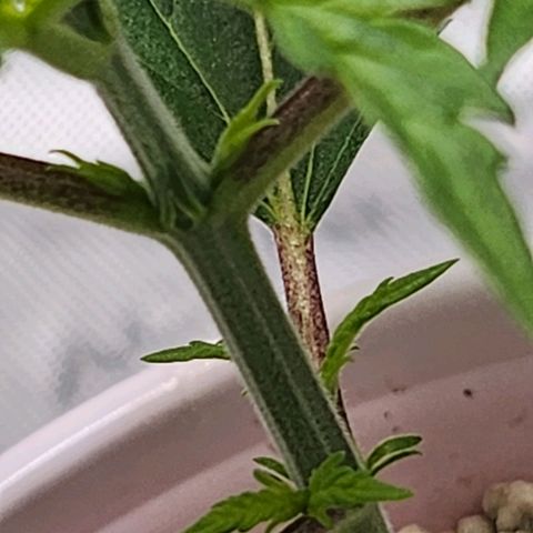 BB- G13 growlog timeline photo