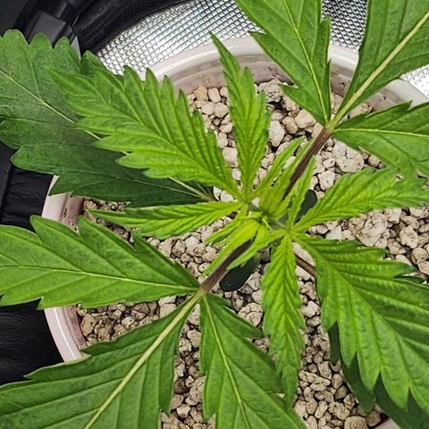 BB- G13 growlog timeline photo