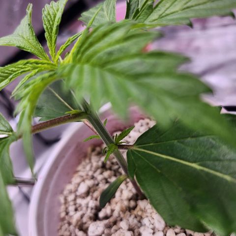 BB- G13 growlog timeline photo