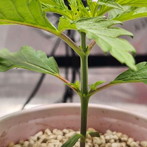 BB- G13 growlog timeline photo
