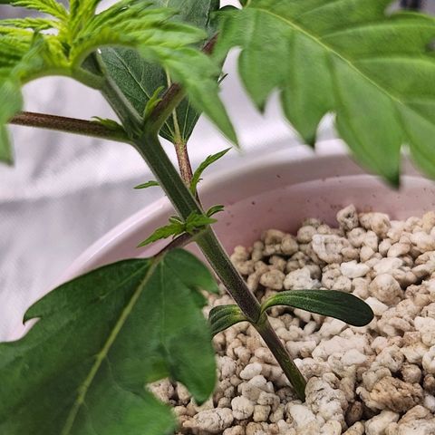 BB- G13 growlog timeline photo