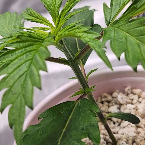 BB- G13 growlog timeline photo
