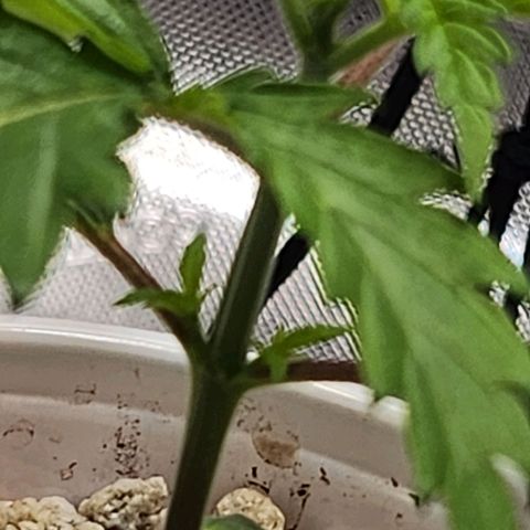 BB- G13 growlog timeline photo