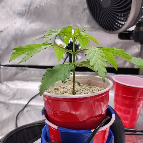 BB- G13 growlog timeline photo