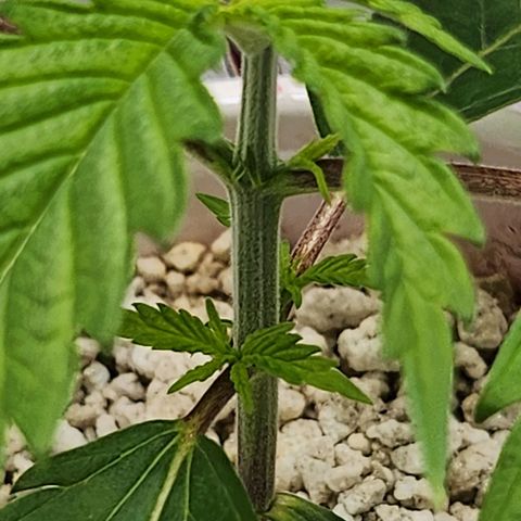 BB- G13 growlog timeline photo