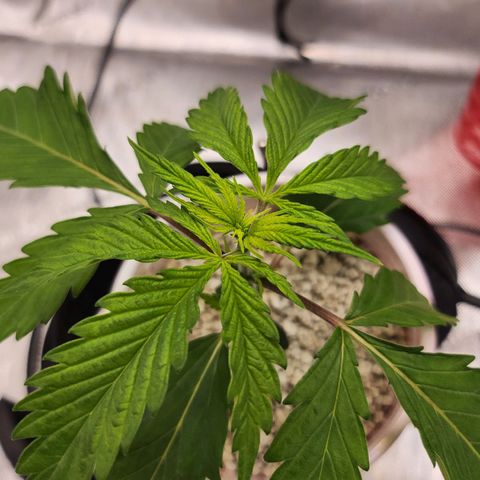 BB- G13 growlog timeline photo