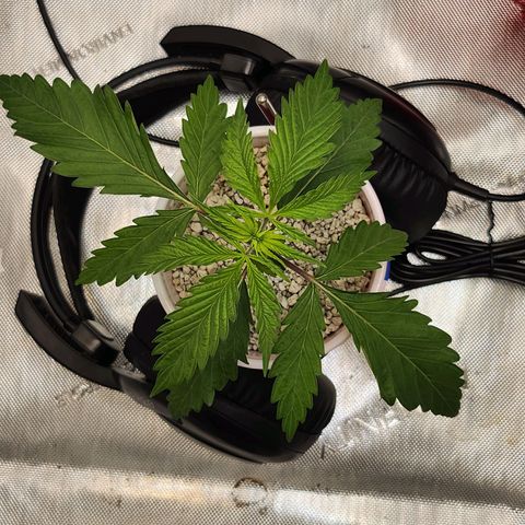 BB- G13 growlog timeline photo