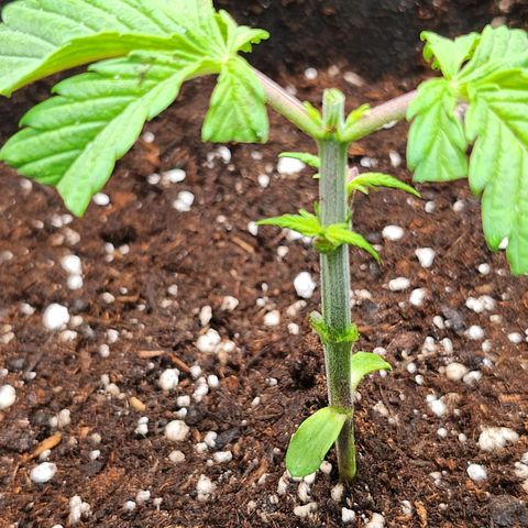 BB- G13 growlog photo: Post trim and transplant