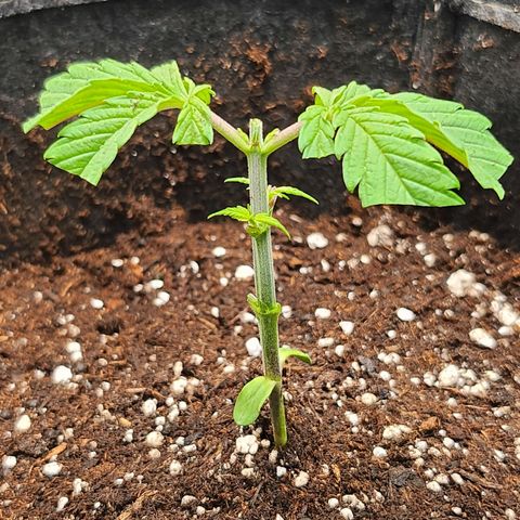BB- G13 growlog photo: Post trim and transplant