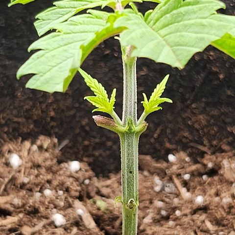 BB- G13 growlog timeline photo