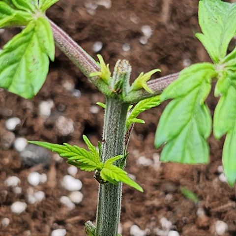 BB- G13 growlog timeline photo