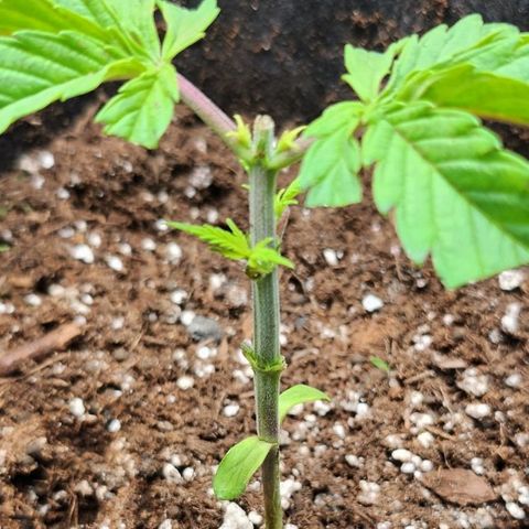 BB- G13 growlog timeline photo