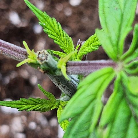 BB- G13 growlog timeline photo